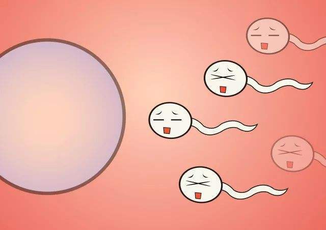 供卵做试管婴儿中的囊胚等级--供卵做试管婴儿胚胎等级